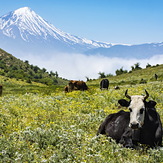 Alimastan Peak, Damavand (دماوند)