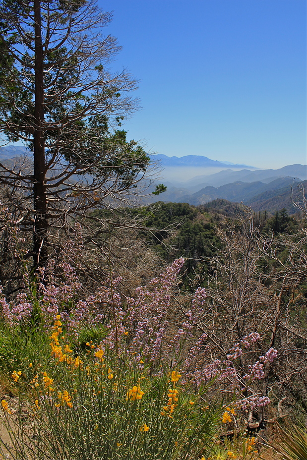 Ontario Peak, 8696 ft., from Eaton Saddle, San Gabriel Peak