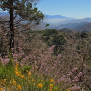 Ontario Peak, 8696 ft., from Eaton Saddle