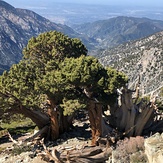 Backbone 05-16-2020, Mount Baldy (San Gabriel Range)