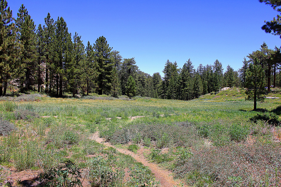 MTN. PINOS MEADOWS AT 8300 FT., Mount Pinos