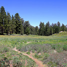 MTN. PINOS MEADOWS AT 8300 FT.