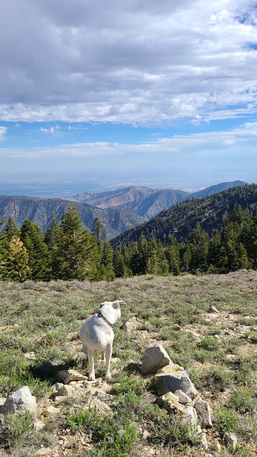 Mount Pinos