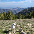 Mount Pinos