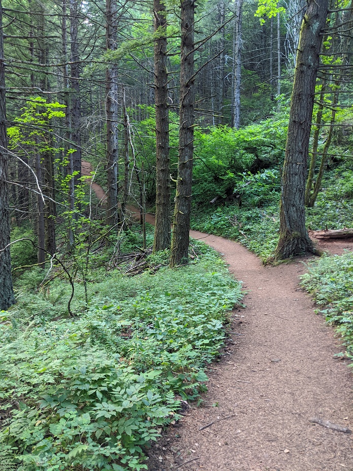 Shades of green, Dog Mountain