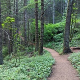 Shades of green, Dog Mountain