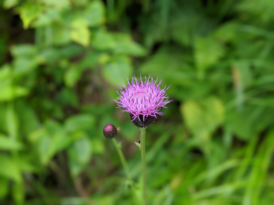 Thistle of Mt. Chogatake, Mt Chogatake