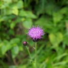 Thistle of Mt. Chogatake