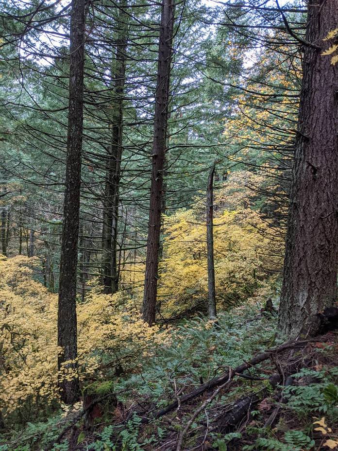 Fall colors on Dog, Dog Mountain