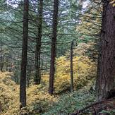 Fall colors on Dog, Dog Mountain