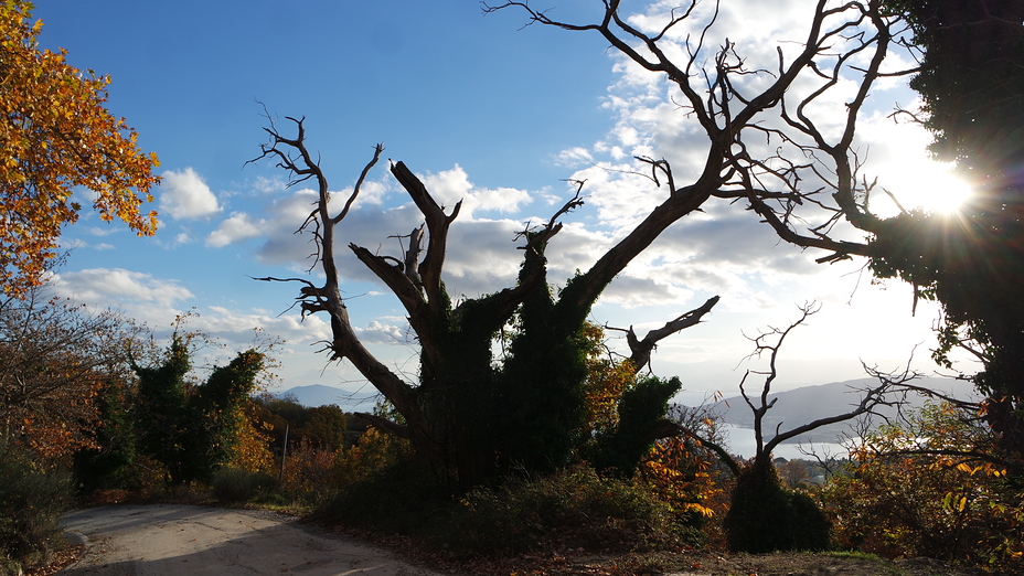 Pelio, Pelion