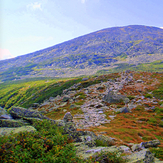 Mt. Washington from Alpine Garden, Mount Washington (New Hampshire)