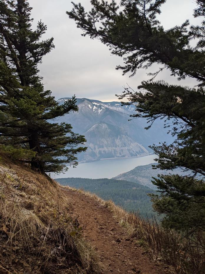 Columbia River through the trees, Dog Mountain