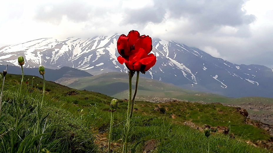 Damavand, Damavand (دماوند)