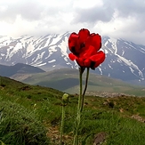 Damavand, Damavand (دماوند)