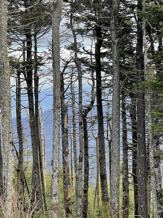 Springtime on Mt. Mitchell, Mount Mitchell (North Carolina)