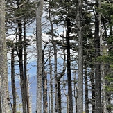 Springtime on Mt. Mitchell, Mount Mitchell (North Carolina)