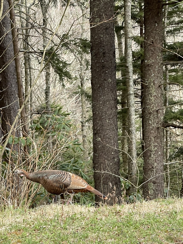 Springtime on Mt. Mitchell, Mount Mitchell (North Carolina)