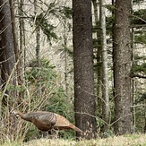 Springtime on Mt. Mitchell, Mount Mitchell (North Carolina)