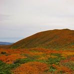 The best autumn leaves in Japan, Kurikoma