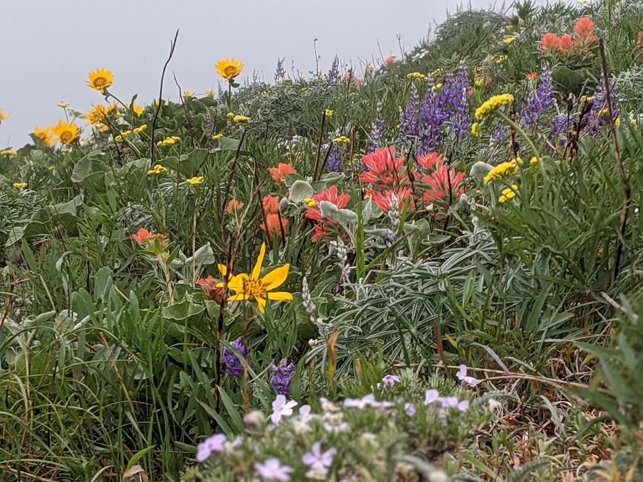 Beautiful spring flowers, Dog Mountain