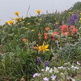 Beautiful spring flowers, Dog Mountain