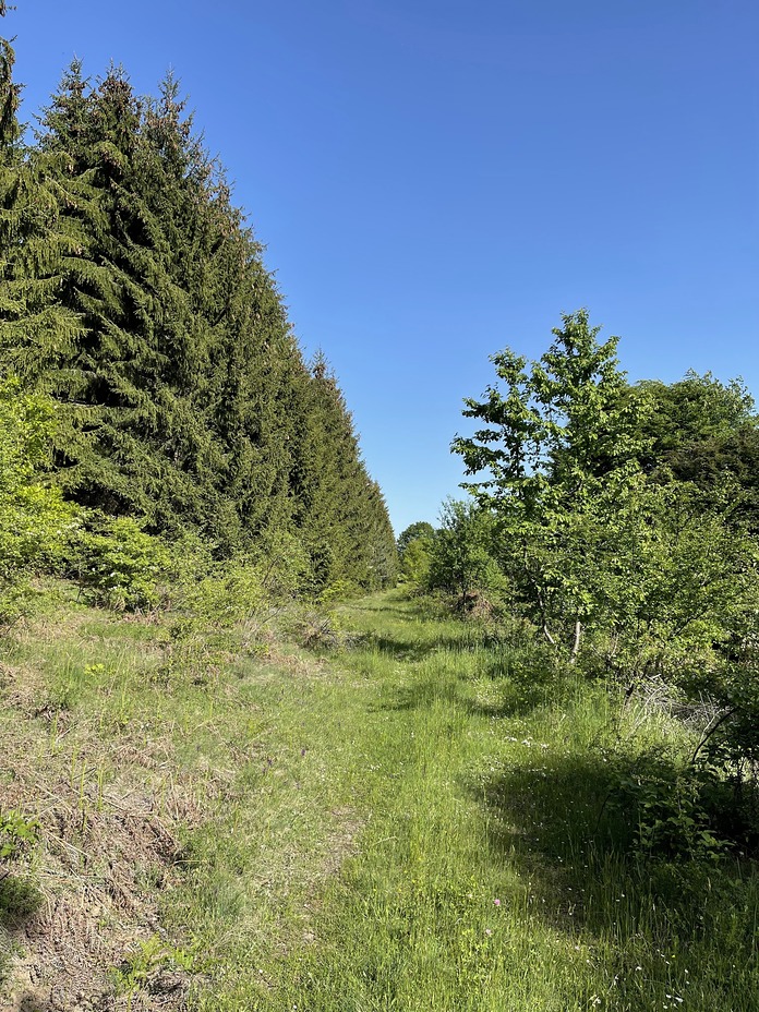 Beautiful forest, Babička Gora