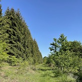 Beautiful forest, Babička Gora