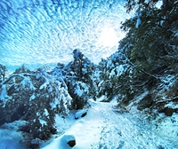 Winter in Wonderland, Mount Wilson (California) photo