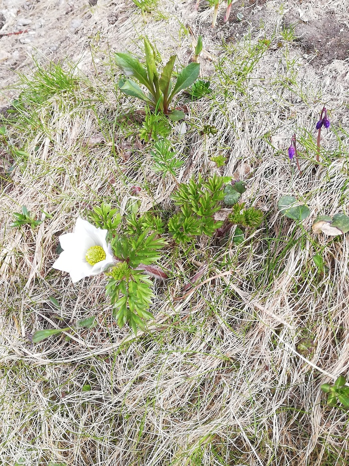 Dolina Pięciu Stawów Polskich 10.06.2021, Wołoszyn