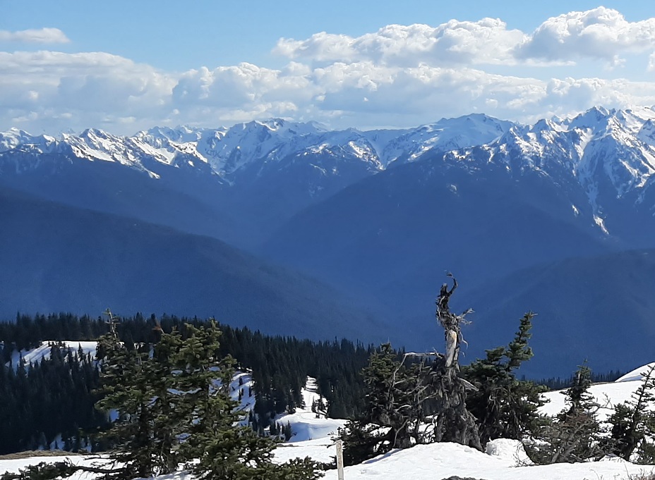 Mount Olympus from Hurricane Hill