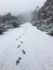 Durwil (Mt William) road to summit, Mount William photo