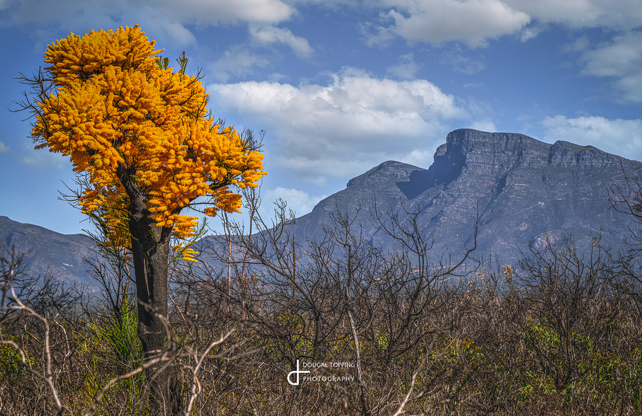 Out if the fire, Bluff Knoll