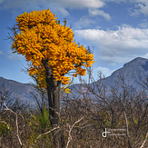 Out if the fire, Bluff Knoll