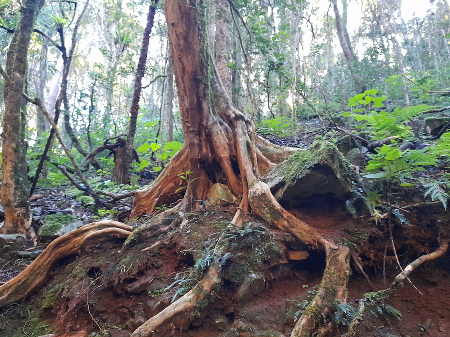 Hidden Treasure walking trail Copeland, Barrington Tops