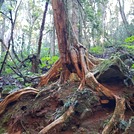 Hidden Treasure walking trail Copeland