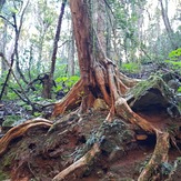 Hidden Treasure walking trail Copeland, Barrington Tops