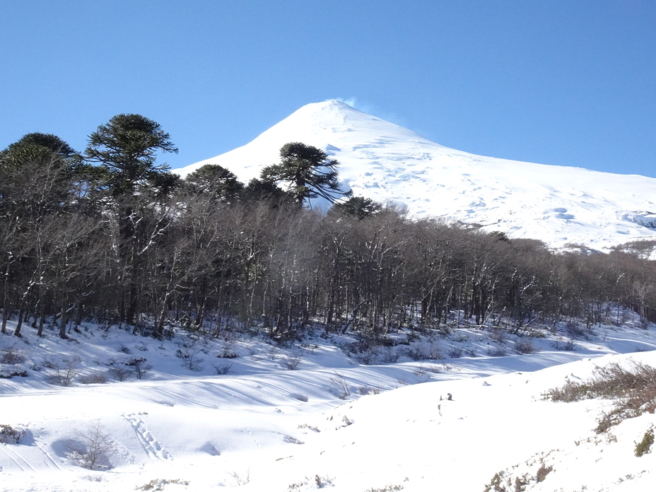 Entre Araucarias, Villarrica (volcano)