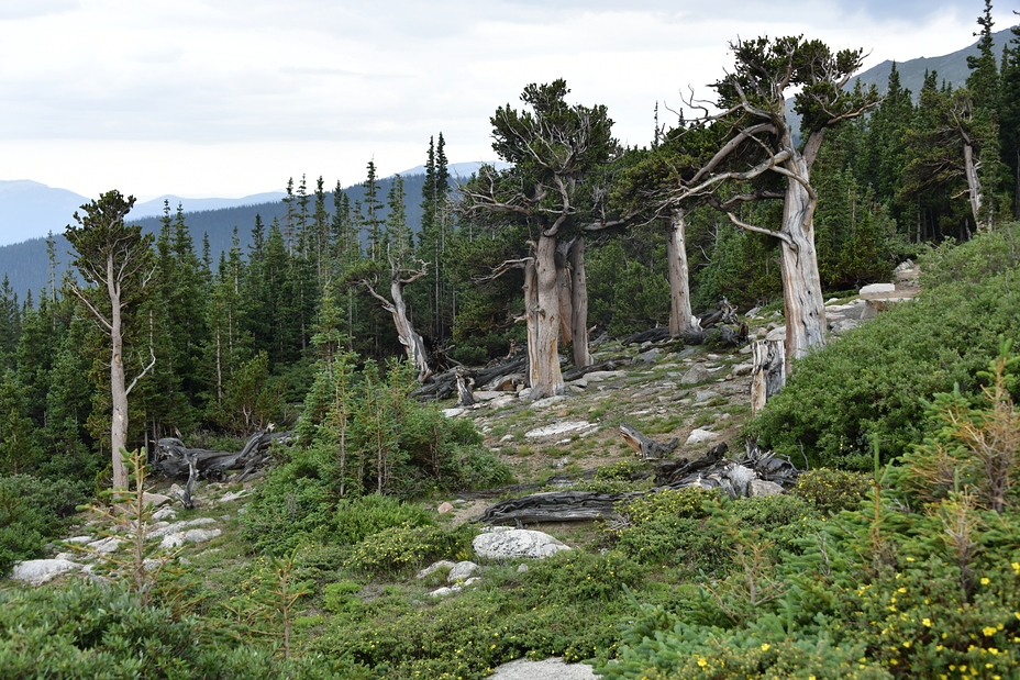 Mount Goliath, Mount Evans