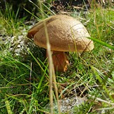 A Mushroom says "Hello", Brandon Hill