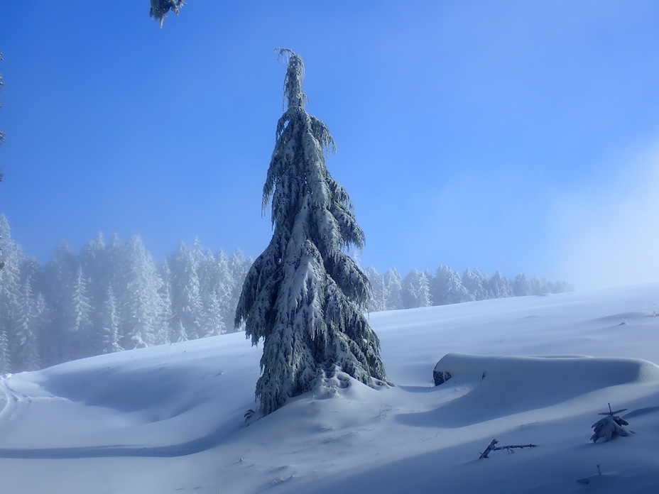 The upper meadow, Marys Peak