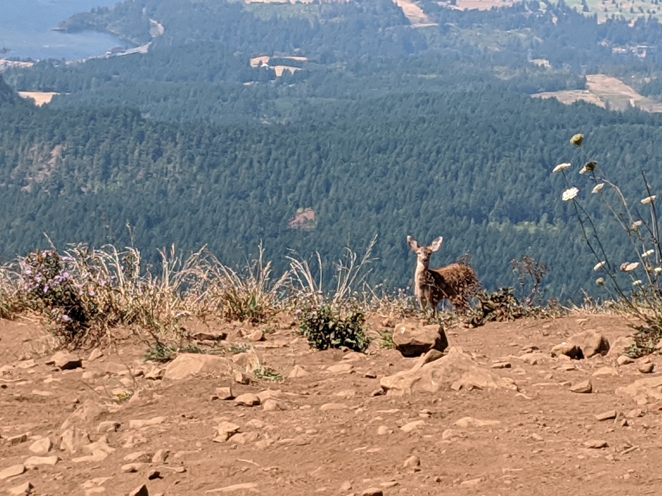 Deer enjoying the summit, Dog Mountain