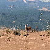 Deer enjoying the summit, Dog Mountain