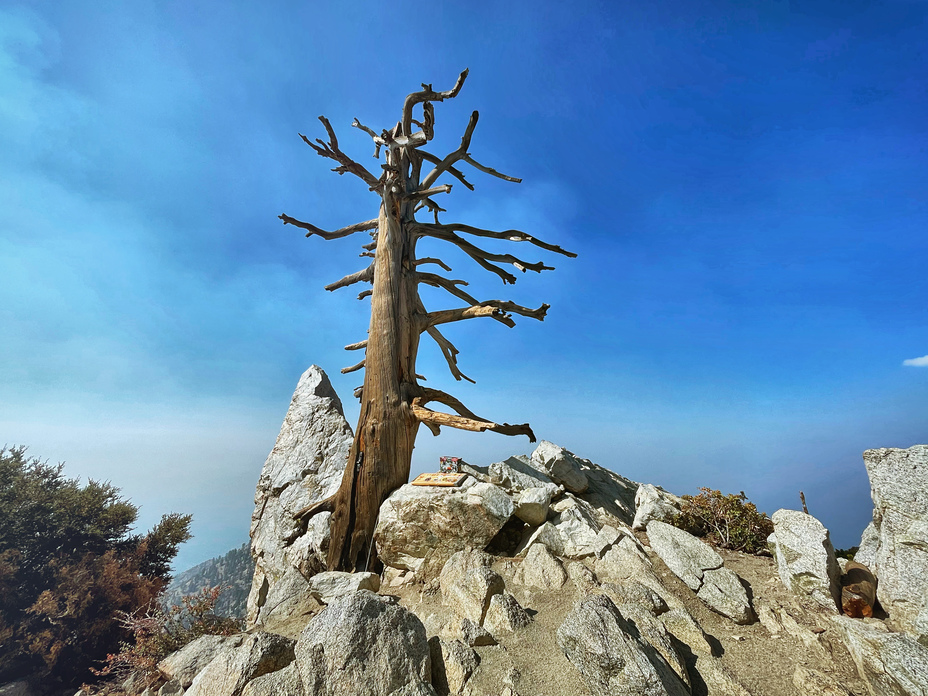 The Tree, Ontario Peak