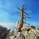 The Tree, Ontario Peak