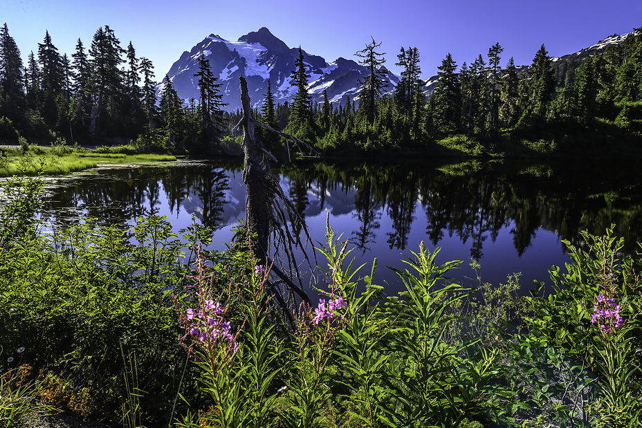 Reflection of Mt Shuksan this summer, Mount Baker