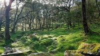 Roman Steps, Rhinog Fawr photo