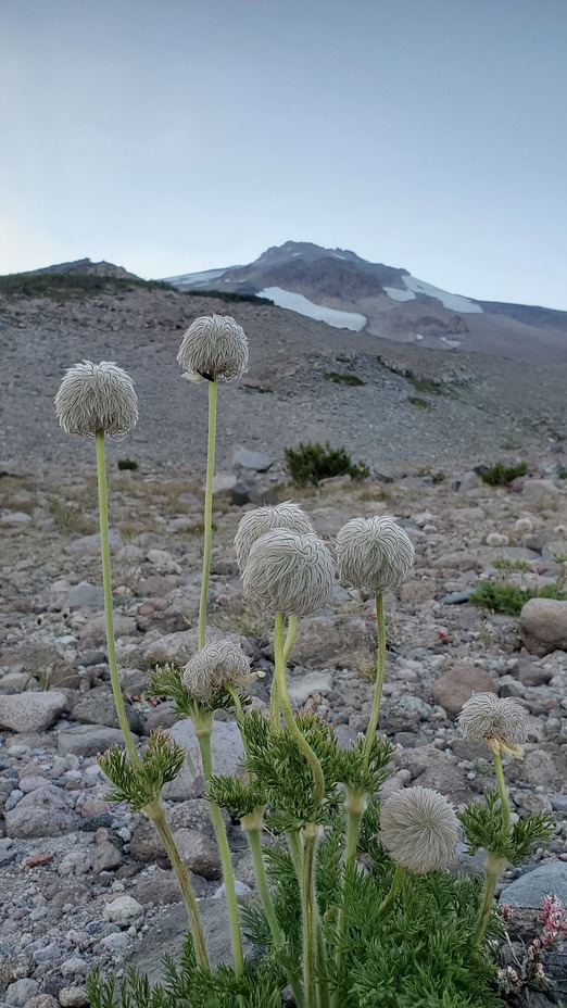 Eat your heart out Dr. Suess!, Mount Shasta