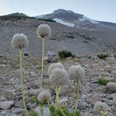 Eat your heart out Dr. Suess!, Mount Shasta