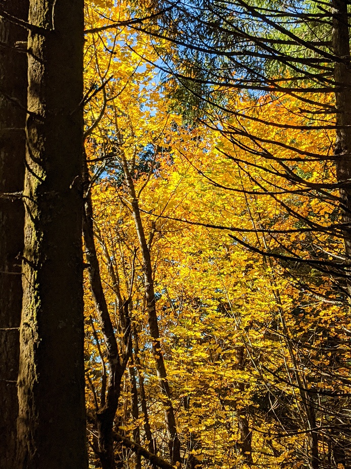 Fall Colors, Dog Mountain